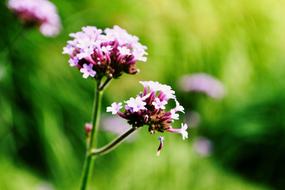 Pink Blossom Bloom