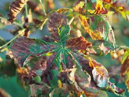 Leaves Leaf Chestnut Autumn