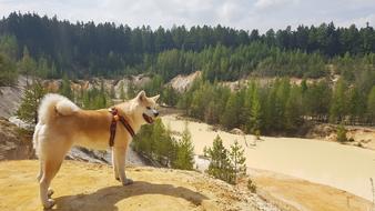 Dog Akita Quarry