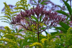Purple Green Nature
