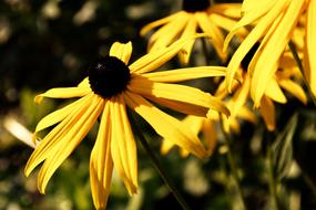 Yellow Meadow Flowers closeup picture