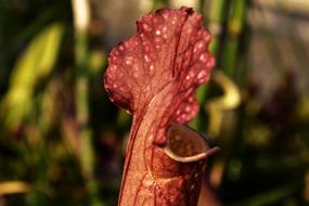 Carnivore Nature Carnivores