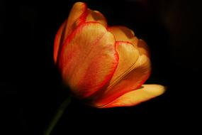 Nature Flower Tulip