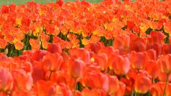 red tulips field