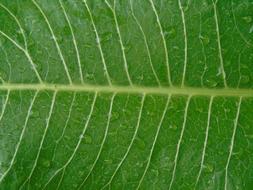Leaf Green