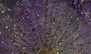 Dandelion Macro Drops