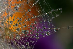 Dandelion Macro Drops