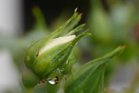 green flower in a drop of water