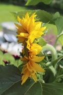 Sunflower Summer Yellow
