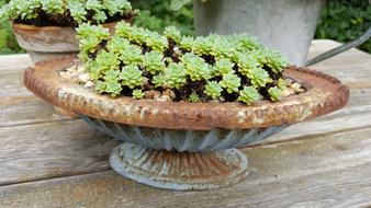 Succulent Shell Stone Garden