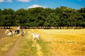 Cattle on Field in Village