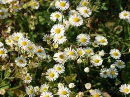 Meadow Flowers White