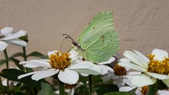 green butterfly on white flowers