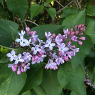 Lilac Branch Blooming