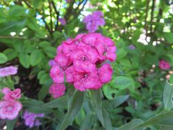 Flower Nature Plant Beautiful