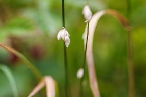 white flowers in the grass in the garden