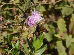 Lilac Butterfly Flower in the nature