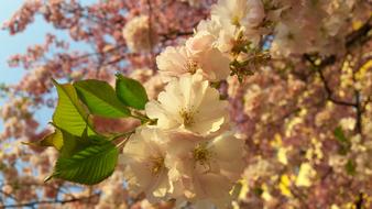 Spring Nature Flowers