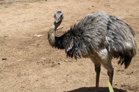 Ostrich Nature Zoo Land