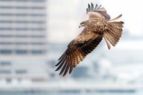 Black Kite Wildlife Urban