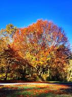 autumn landscape of trees
