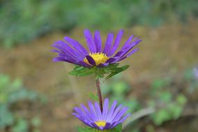 closeup photo of Flowers Violet