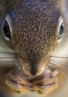 Squirrel Macro Face