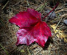 red leaf in the forest