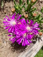 Flower Nature