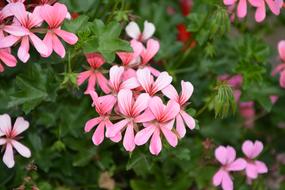 Flowers Pink Color Geranium