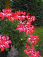 lots of flowers by the window