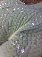 Plant Dew Foliage