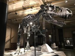 Dinosaur Museum T Rex