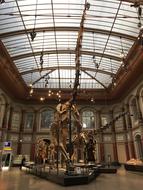 Dinosaur Museum T Rex