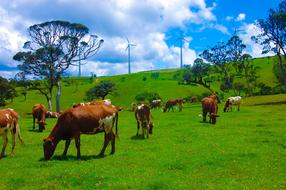 Cow Srilanka