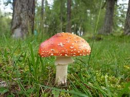 closeup photo of toxic Mushroom in the Forest