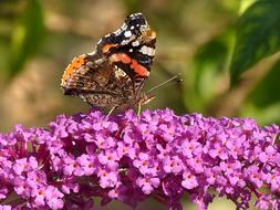 Animal Insect Butterfly Little