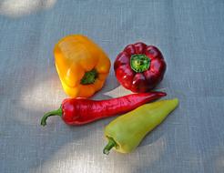 Colorful ripe vegetables on the table