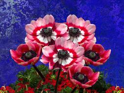 Poppies Poppy Mohngewaechs