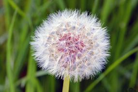 Dandelion Roadside Pointed Flower