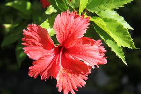 Flower Sol
