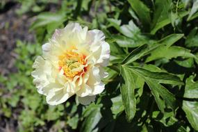 White Peony Flower