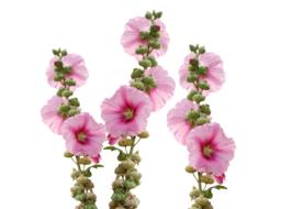 pink flowers on a branch on a white background