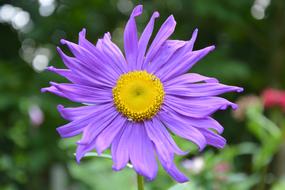 Flowers Marguerite Purple Nature