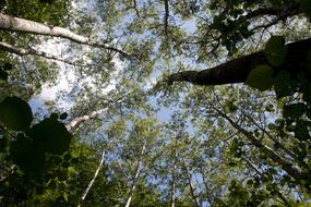 bottom view of the trees trunks at fall