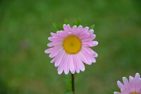 Flower Pretty Garden