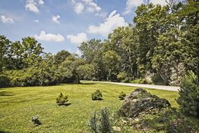 Ferncliff Scenery Trees
