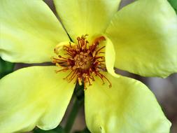 Flower Yellow Rose