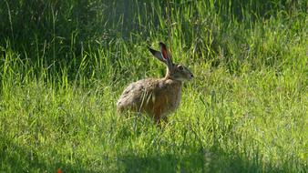 Animal Hare Wild