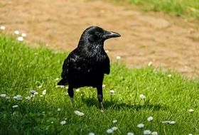 Rook Corvus Raven bird